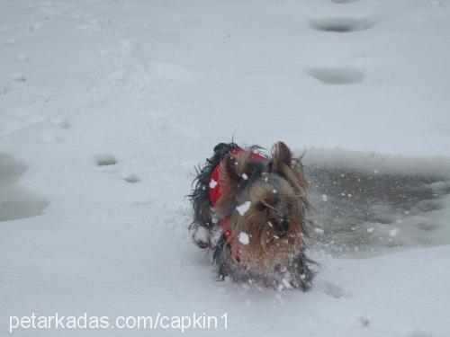 çapkın Erkek Yorkshire Terrier