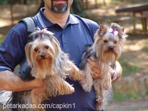 çapkın Erkek Yorkshire Terrier