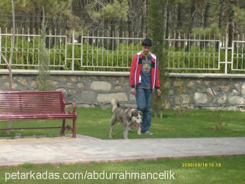 yağmur Dişi Alaskan Malamute