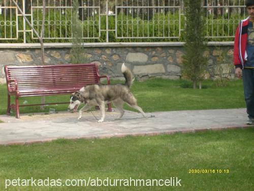 yağmur Dişi Alaskan Malamute