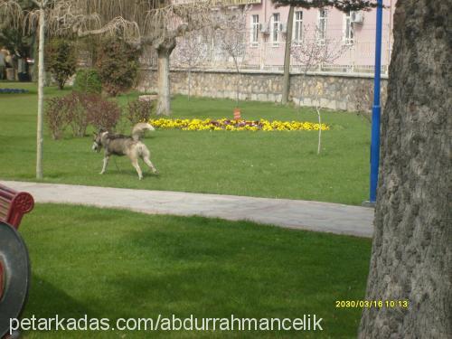 yağmur Dişi Alaskan Malamute