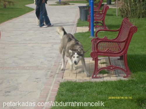 yağmur Dişi Alaskan Malamute