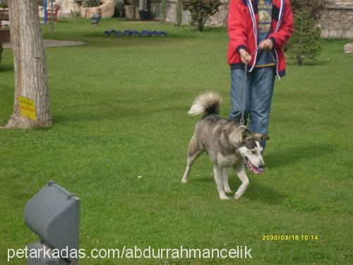 yağmur Dişi Alaskan Malamute