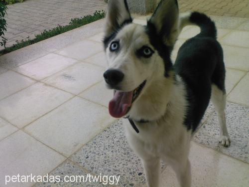 russia Dişi Sibirya Kurdu (Husky)