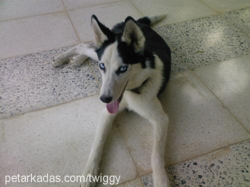 russia Dişi Sibirya Kurdu (Husky)