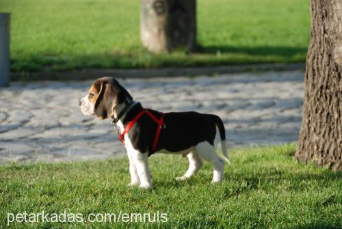 miço Erkek Beagle