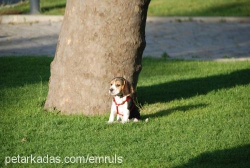 miço Erkek Beagle