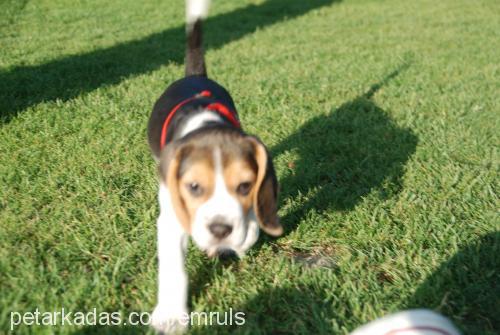 miço Erkek Beagle