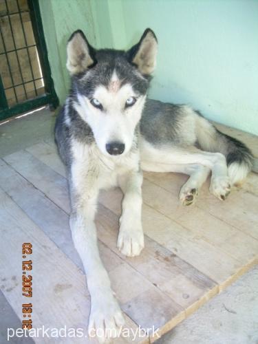 gümüş Dişi Sibirya Kurdu (Husky)