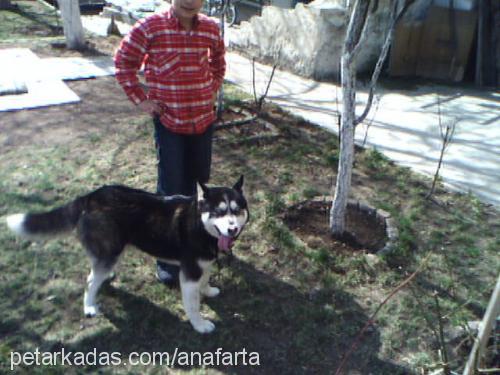 paŞa Erkek Sibirya Kurdu (Husky)