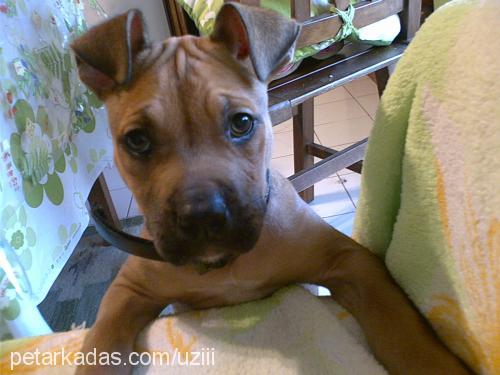 ares Erkek Amerikan Staffordshire Terrier