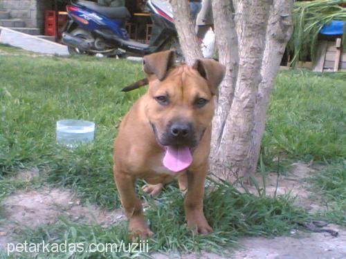 ares Erkek Amerikan Staffordshire Terrier