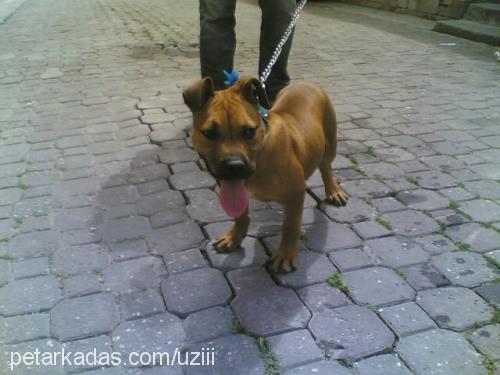 ares Erkek Amerikan Staffordshire Terrier