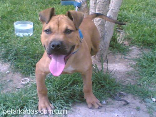 ares Erkek Amerikan Staffordshire Terrier