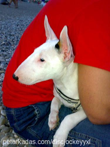 ares Erkek Bull Terrier