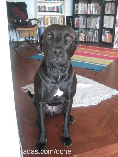 venüs Dişi Labrador Retriever