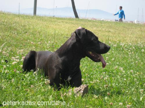 venüs Dişi Labrador Retriever