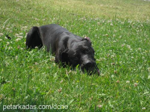 venüs Dişi Labrador Retriever