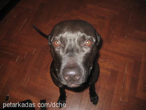 venüs Dişi Labrador Retriever