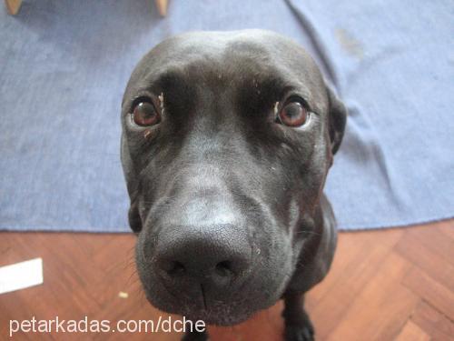 venüs Dişi Labrador Retriever