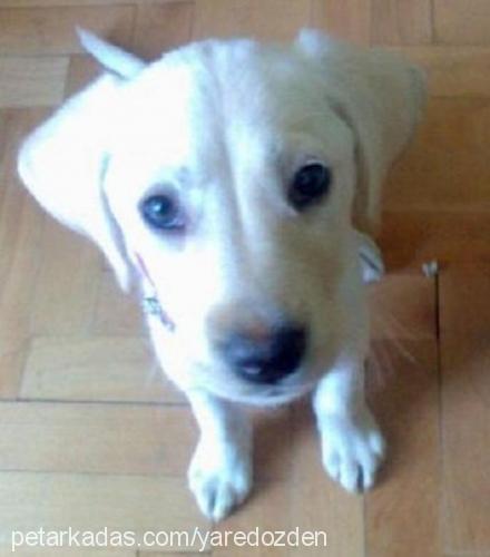 ceyn Dişi Labrador Retriever