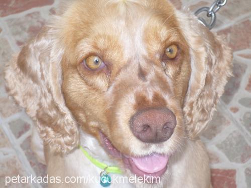 lora Dişi Amerikan Cocker Spaniel