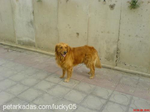 lucky Erkek Golden Retriever