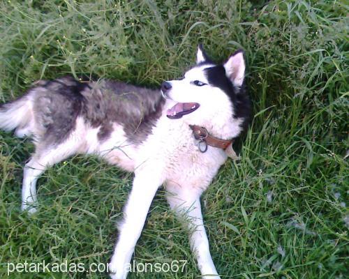 alex Erkek Sibirya Kurdu (Husky)