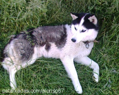 alex Erkek Sibirya Kurdu (Husky)