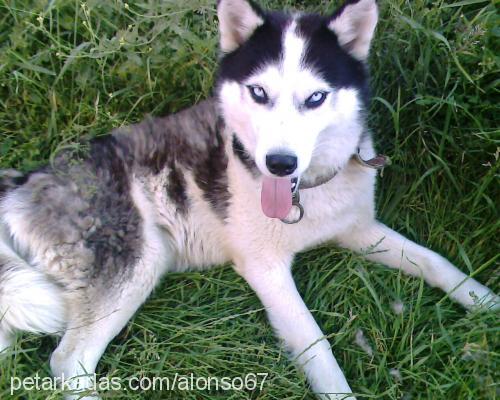 alex Erkek Sibirya Kurdu (Husky)