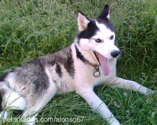 alex Erkek Sibirya Kurdu (Husky)