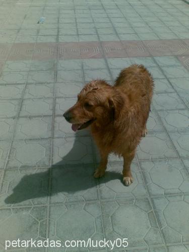 lucky Erkek Golden Retriever