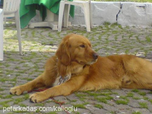 paşa Erkek Golden Retriever