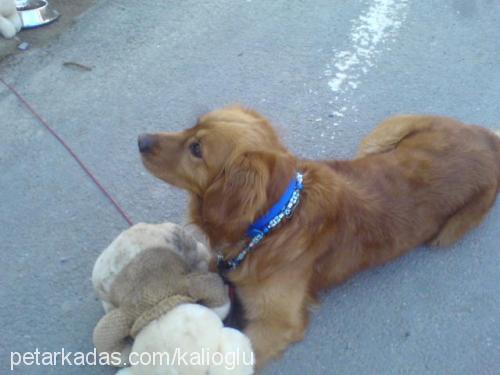 paşa Erkek Golden Retriever