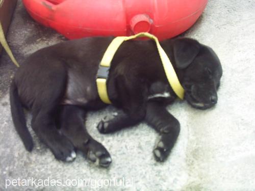 betty Dişi Labrador Retriever