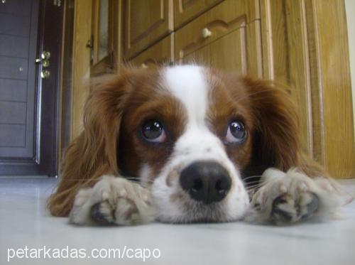 çapo Erkek Cavalier King Charles Spanieli