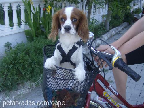 çapo Erkek Cavalier King Charles Spanieli