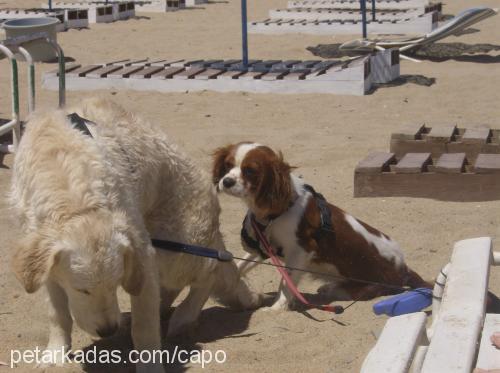 çapo Erkek Cavalier King Charles Spanieli