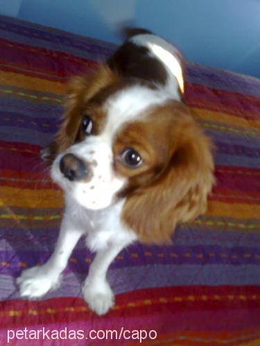 çapo Erkek Cavalier King Charles Spanieli