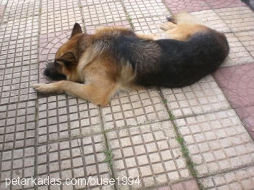 ateş Dişi Alman Çoban Köpeği