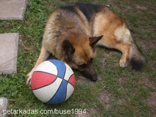 ateş Dişi Alman Çoban Köpeği