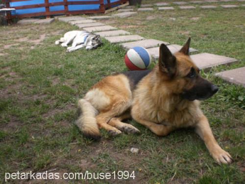 ateş Dişi Alman Çoban Köpeği