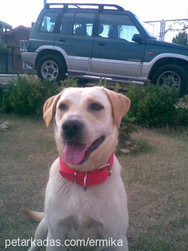 oscar Erkek Labrador Retriever