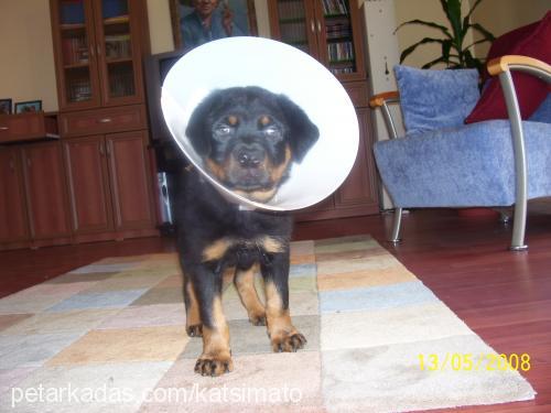 hera Dişi Rottweiler