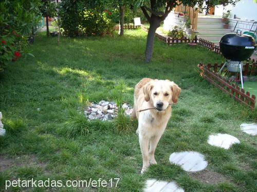 EFE Erkek Golden Retriever