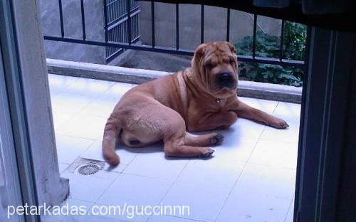 honey Dişi Çin Shar-Pei