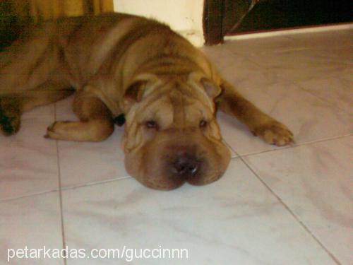 honey Dişi Çin Shar-Pei