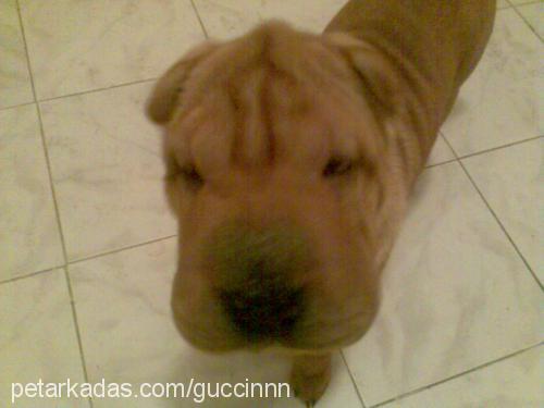 honey Dişi Çin Shar-Pei