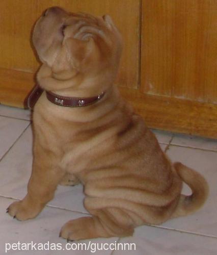 honey Dişi Çin Shar-Pei