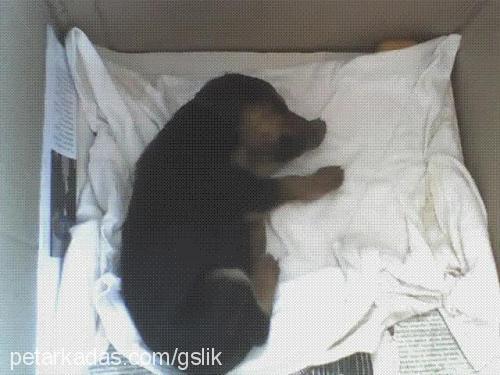 bady Erkek Rottweiler